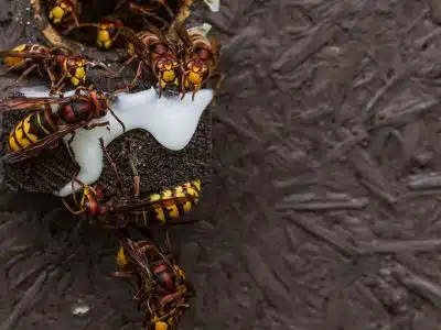 Nids de frelon : éradication par un exterminateur