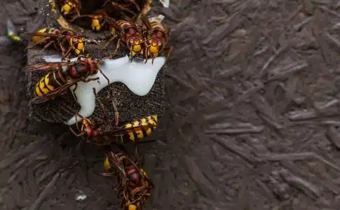 Nids de frelon : éradication par un exterminateur