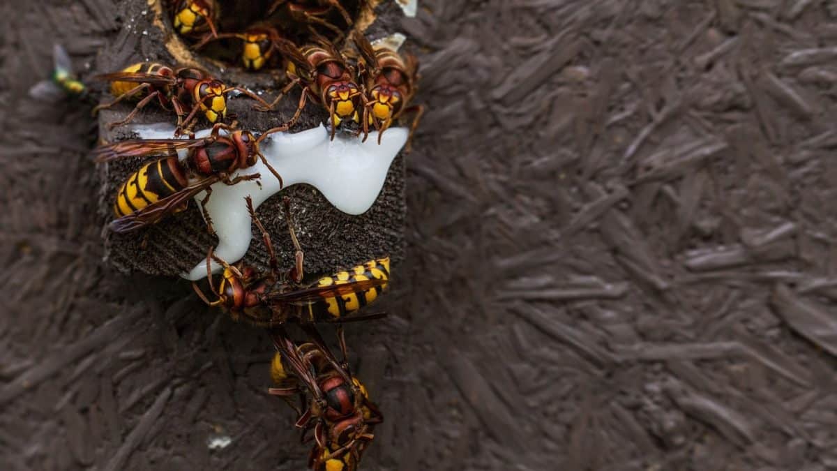 Nids de frelon : éradication par un exterminateur