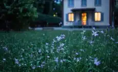 field of purple flower beside house