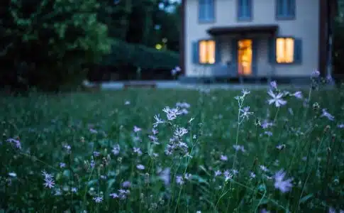 field of purple flower beside house